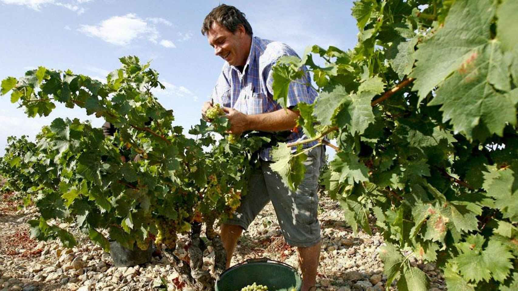 Imagen de un temporero en plena vendimia, un momento de gran actividad en el campo catalán / EFE