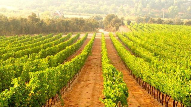 Uno de los viñedos de Sant Sadurní d'Anoia (Barcelona), la comarca de donde es originario el cava / CODORNÍU