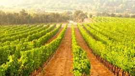 Uno de los viñedos de Sant Sadurní d'Anoia (Barcelona), la comarca de donde es originario el cava / CODORNÍU