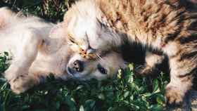 Un perro y un gato, las mascotas más comunes en los hogares de España / CG