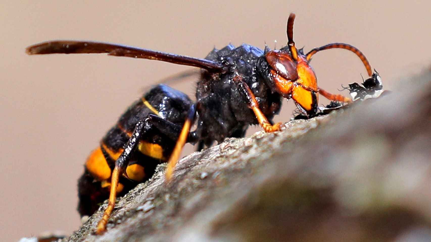 Ejemplar de una avispa asiática / EFE