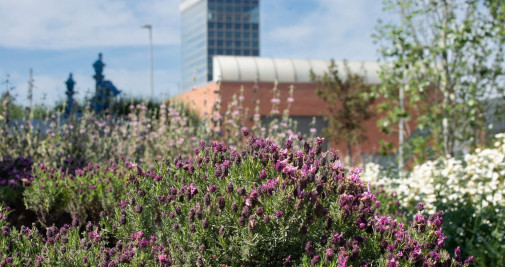 Naturalización de la planta potabilizadora de Sant Joan Despí / AIGÚES DE BARCELONA