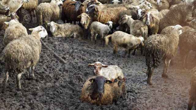 Este es el lamentable estado en el que se encontraban las ovejas en una granja de Lliçà d'Amunt / ANIMANATURALIS