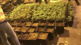 Plantas de marihuana en un bajo de Lloret de Mar / POLICÍA NACIONAL