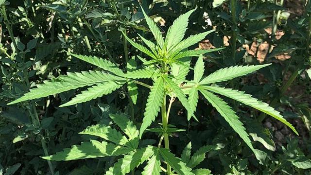 Planta de cannabis / EUROPA PRESS