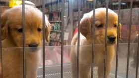 Una foto de archivo de dos cachorros en una tienda de animales