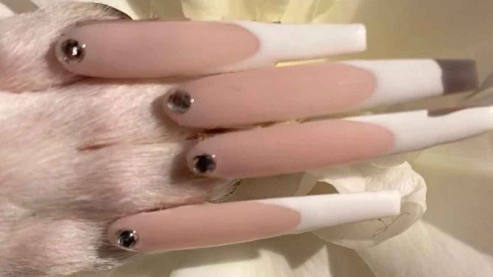 La pata del perro de la 'influencer' con uñas postizas /REDES