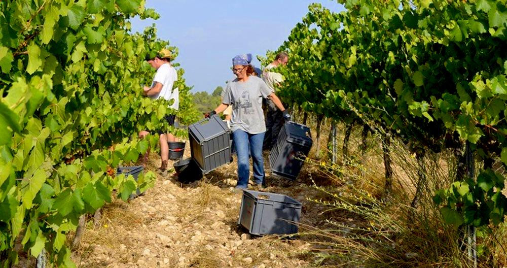 Comarcas. Una viticultora de cava del Penedès en época de vendimia / EFE