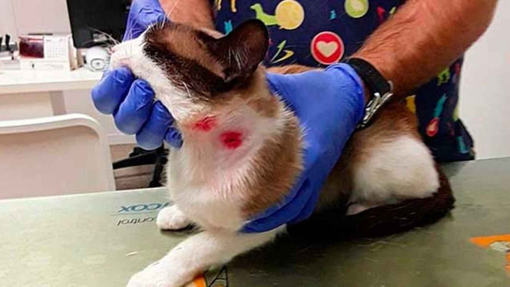 El gato que recibió tres disparos de perdigones / CG