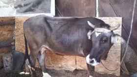 Una foto de la vaca que será sacrificada