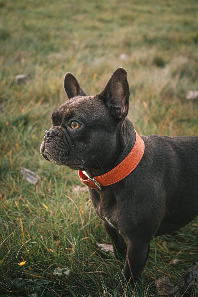 Perro con collar donde se coloca el dispositivo de algunas apps / Hendrik Kespohl en UNSPLASH