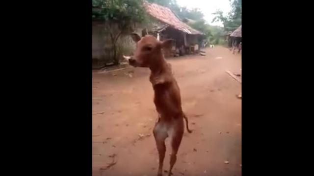 Una foto de la vaca que ha aprendido a caminar a dos patas