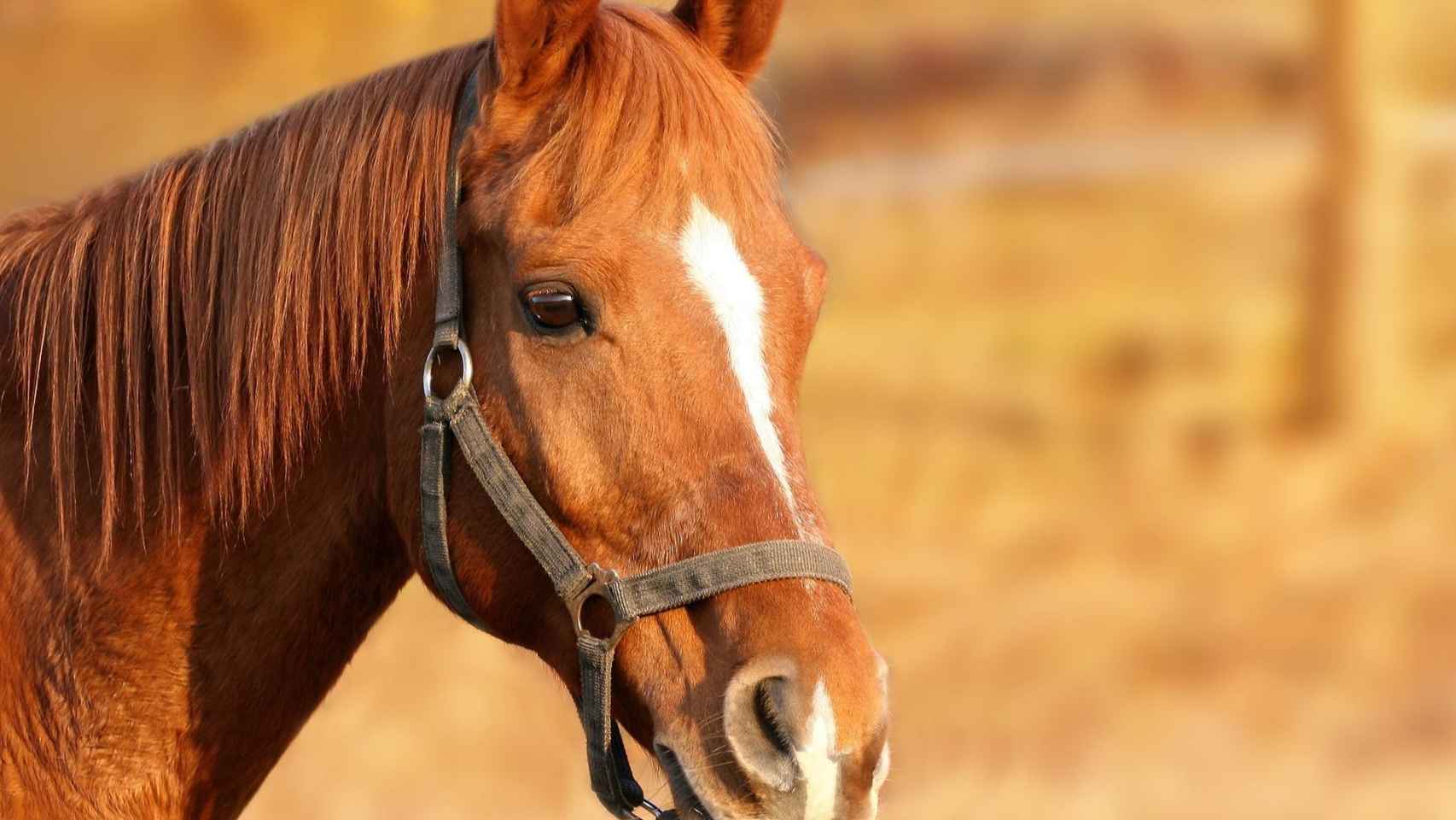 Caballo de pelaje marrón / PIXABAY