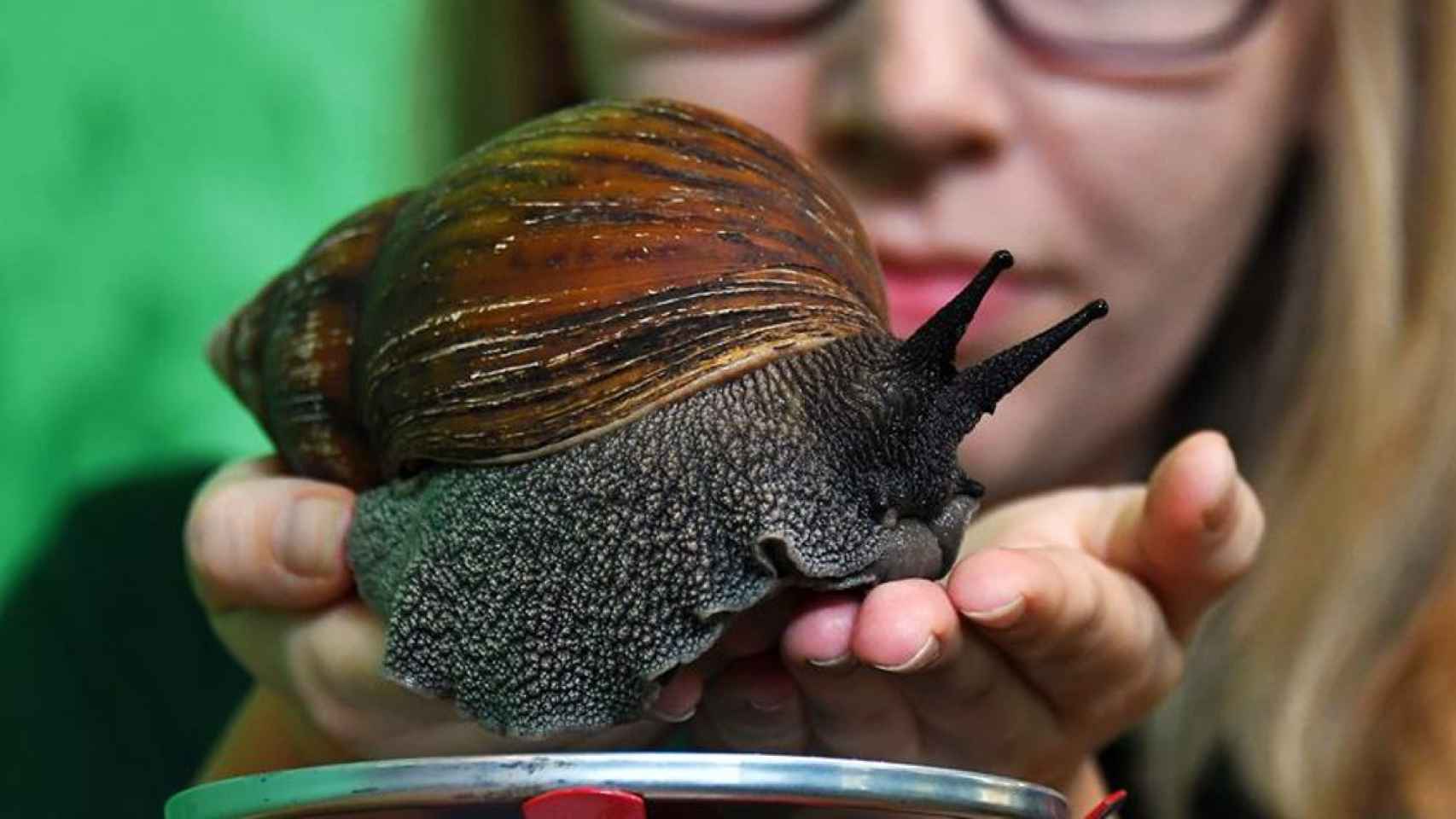 Un caracol gigante /EFE