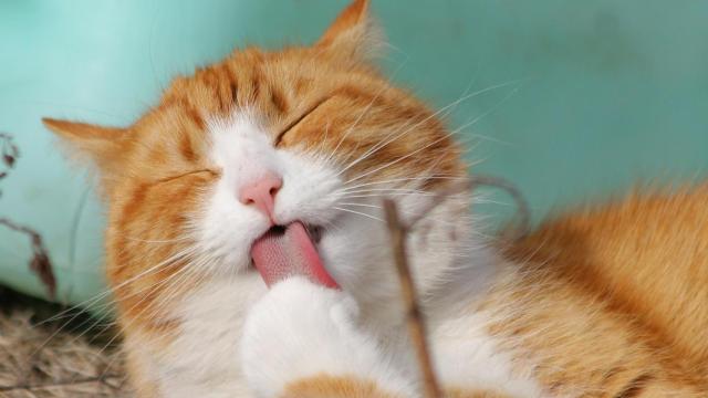 Gato / PIXABAY