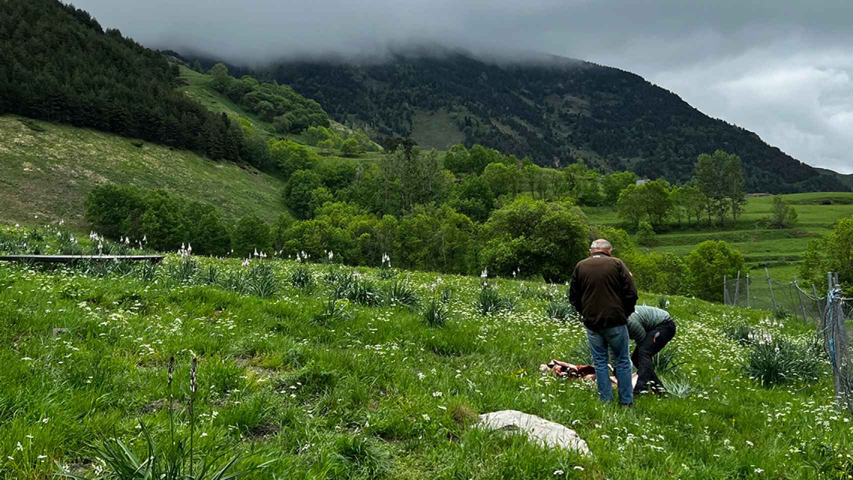 Los agentes de Medio Ambiente del Conselh Generau d'Aran se han desplazado hasta el lugar donde ha aparecido muerta la oveja, posiblemente por el ataque de un oso, en Bagergue (Naut Aran, Lleida) / CONSELH GENERAU D'ARAN