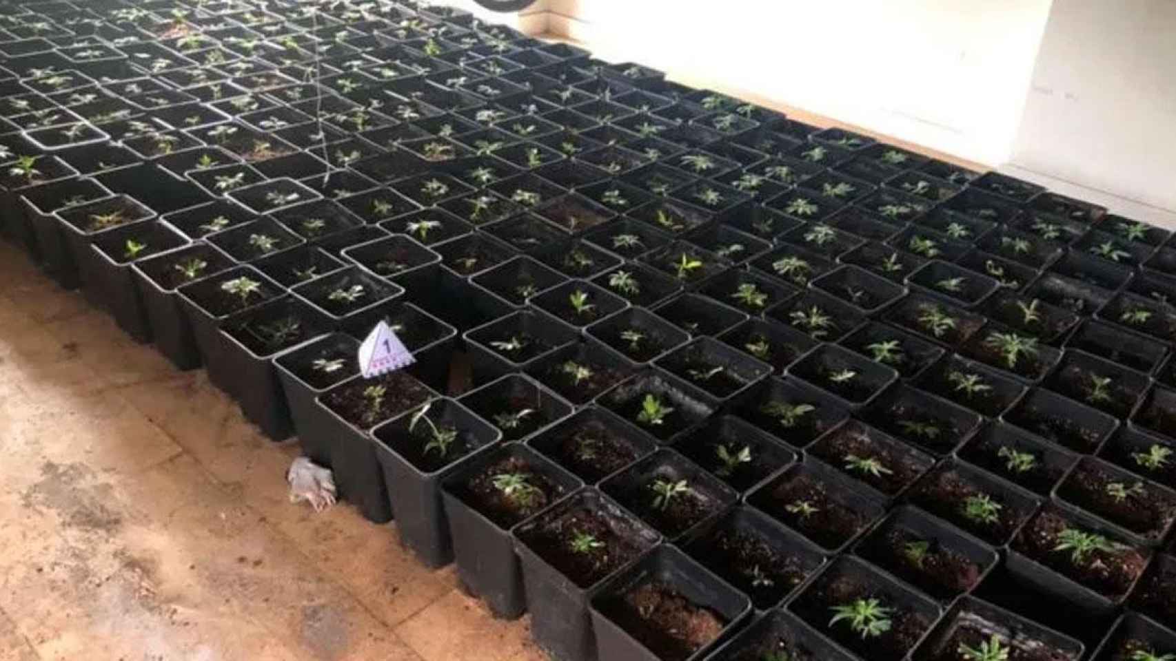 Plantaciones de marihuana en Tarragona / MOSSOS