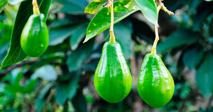Plantación de aguacates / EFE