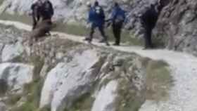 Los hombres empujaron al jabalí desde el borde del barranco