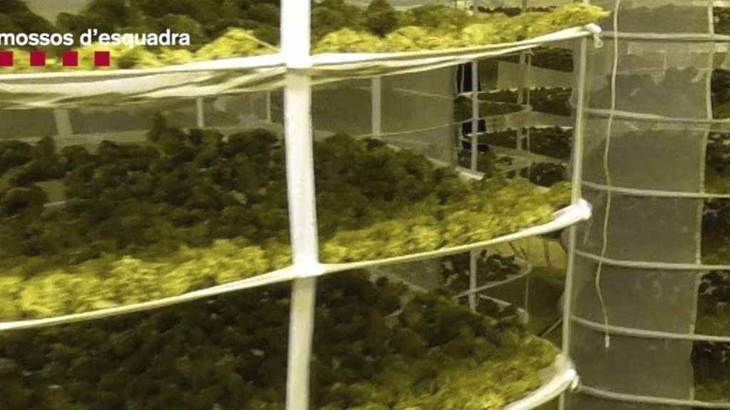 La plantación de marihuana desmantelada en Sant Andreu de Llavaneres / MOSSOS