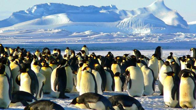 Pingüinos en la Antártida / PIXABAY