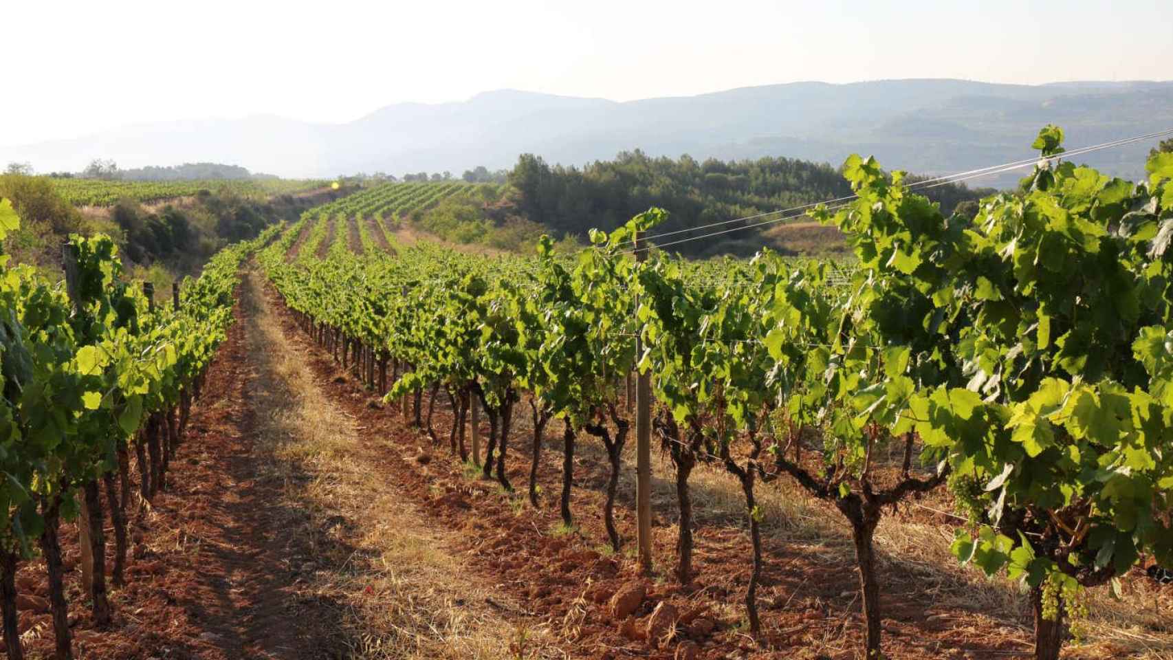 Jordà habló de manera ambigua del vino espumoso barato. En la foto, viñedos del Penedès