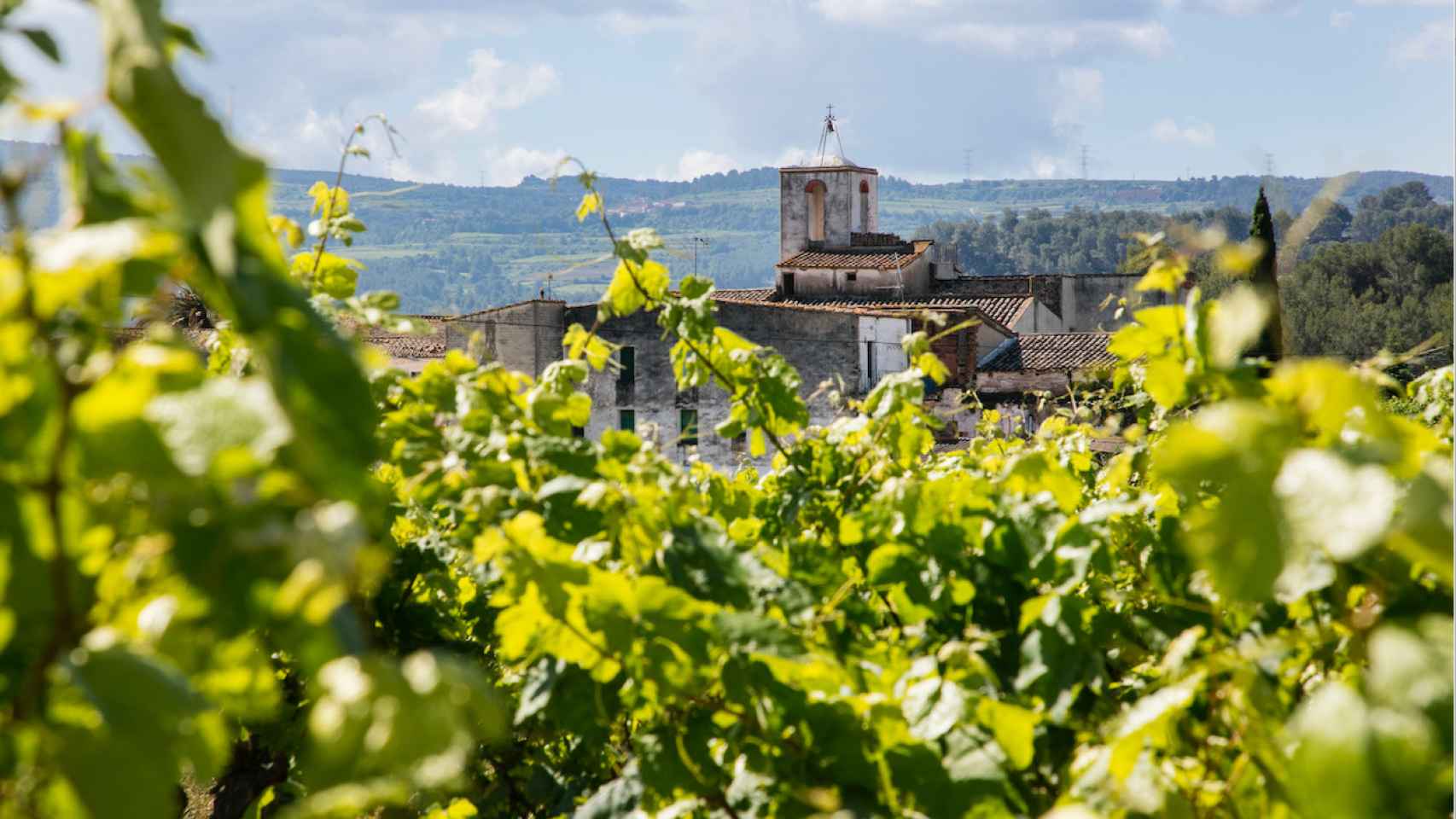 Viñas del Penedès, a escasos kilómetros de Barcelona / JOAN VALERA