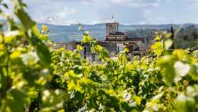 Viñas del Penedès, a escasos kilómetros de Barcelona / JOAN VALERA