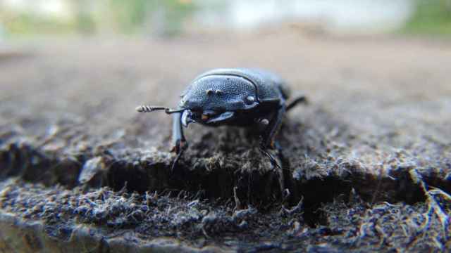 Ejemplar de escarabajo / CREATIVE COMMONS Descubren una nueva especie de escarabajo: Leonardo DiCaprio