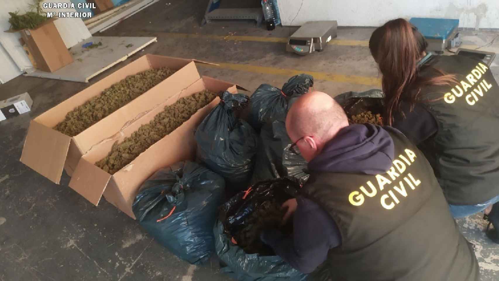 La Guardia Civil se incauta de casi 5.000 plantas y 60 kilos de cogollos de marihuana en dos naves de la provincia de Tarragona / GC