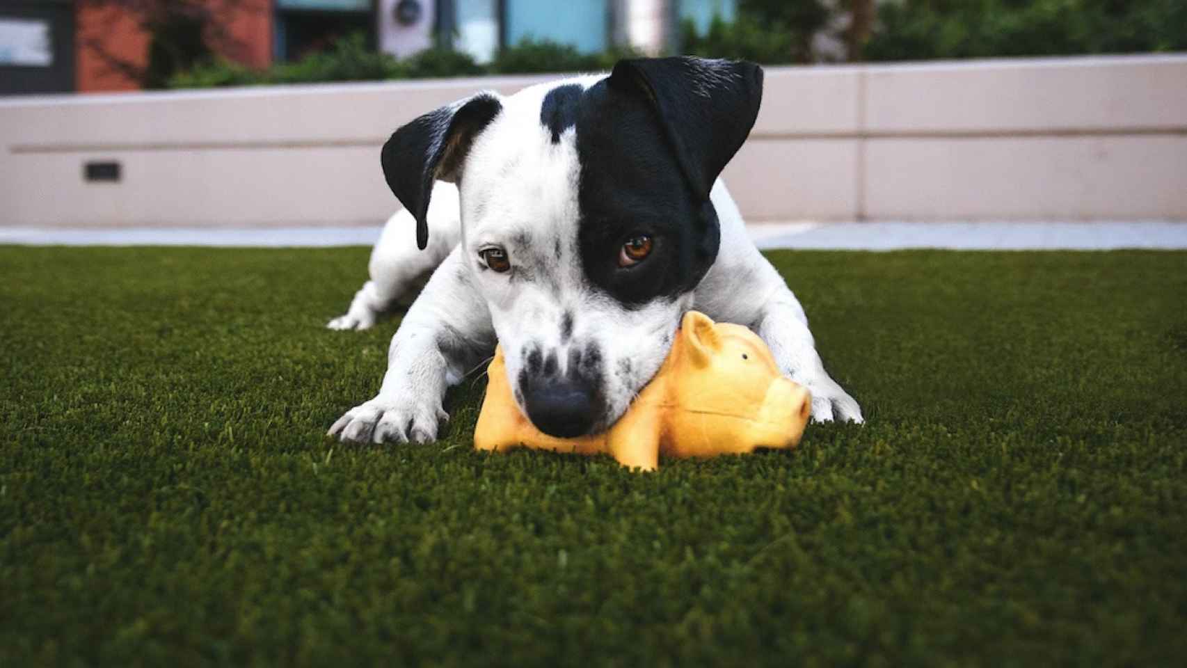 Un perro juega sobre un césped artificial