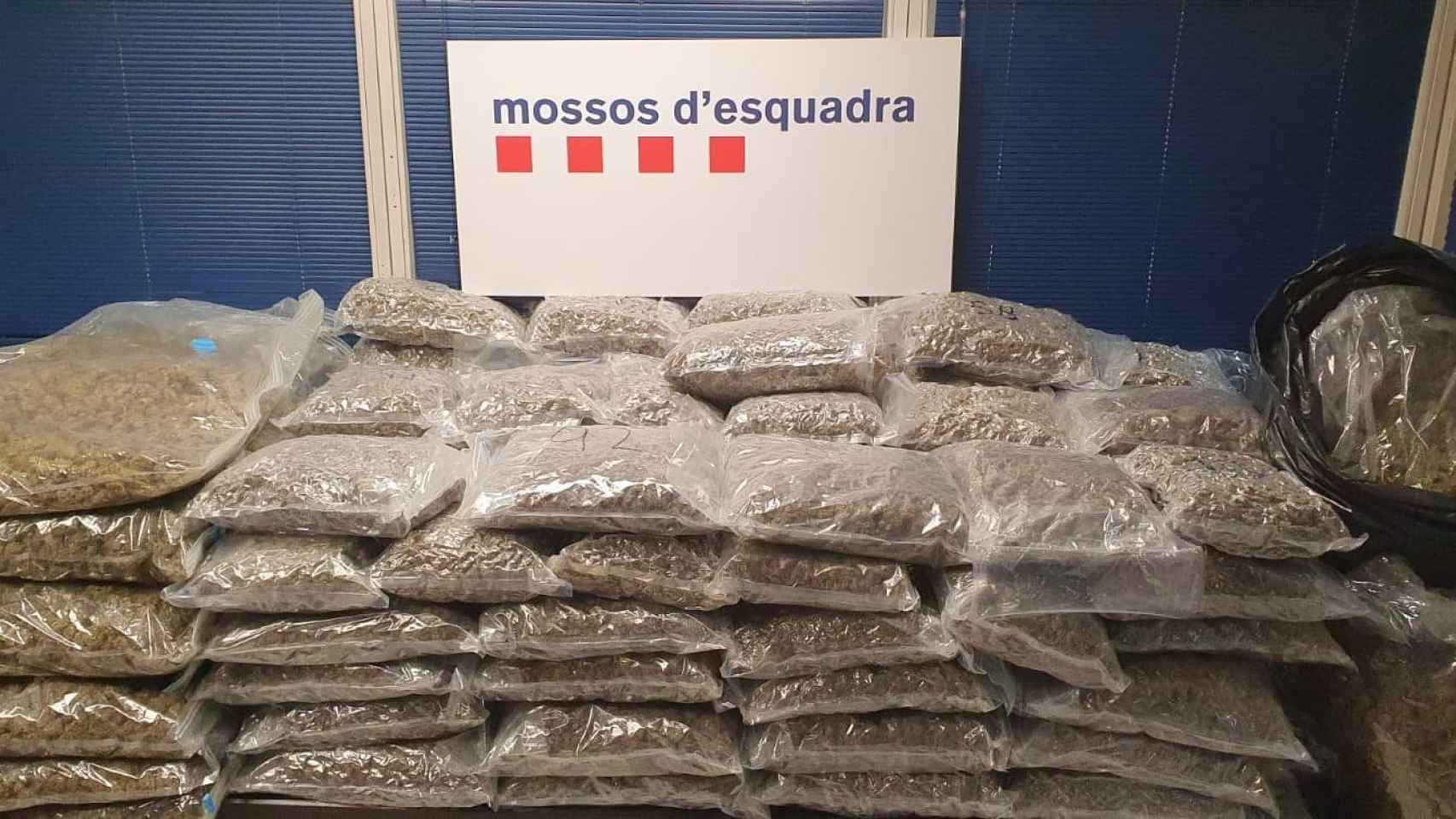 Marihuana incautada en Llicà d'Amunt (Barcelona) por la policía catalana / MOSSOS