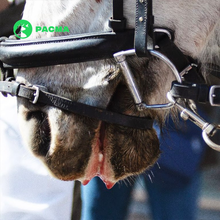 Un caballo aparentemente sangrando por la boca durante la Fiesta de los Tres Tombs de Terrassa (Barcelona) / PACMA