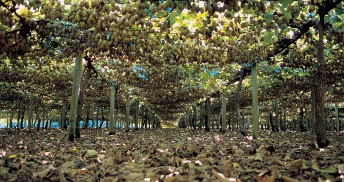 Una granja de recolección de kiwis en Nueva Zelanda, en una imagen de archivo / CG