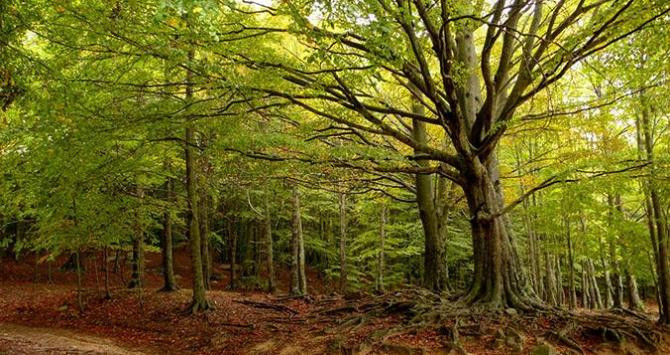 Parque Natural del Montseny / TONI RODRIGO - FLICKR