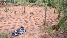 La plantación con 2.093 plantas de marihuana que han desmantelado en Santa Cristina d'Aro (Girona) / MOSSOS