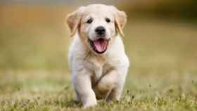 Imagen de un cachorro Golden retriever