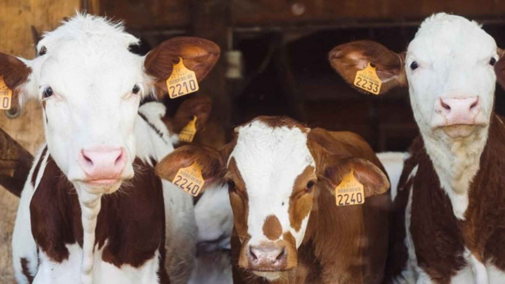 Vacas cuidadas por los alumnos de la Escuela de Pastores de Cataluña / Annie Spratt en UNSPLASH