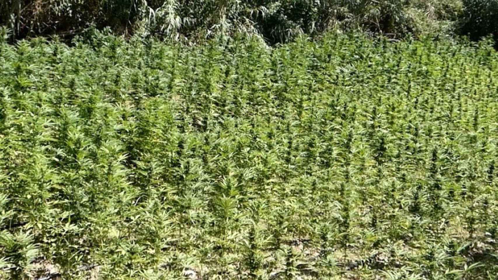 Imagen del cultivo exterior de marihuana, como el desmantelado en Riudecolls, en Tarragona, con 9.000 plantas intervenidas / MOSSOS D'ESQUADRA