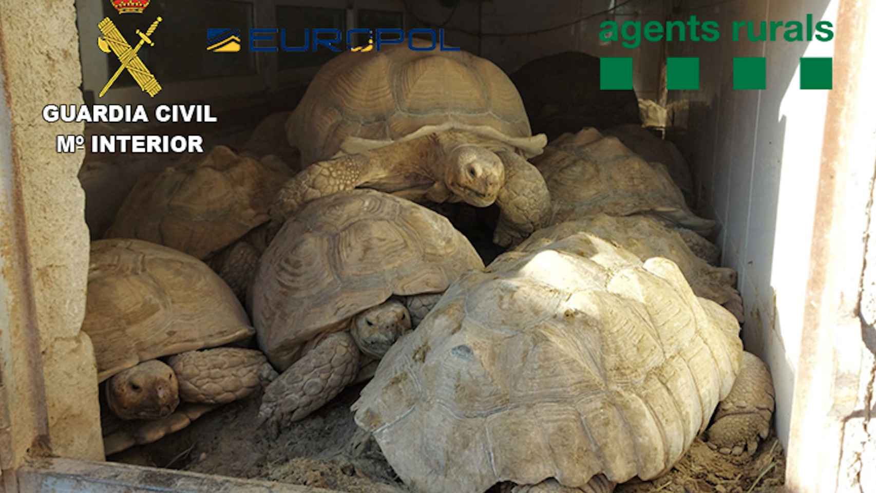 Tortugas de especies protegidas de las que se ha incautado la Guardia Civil / GUARDIA CIVIL