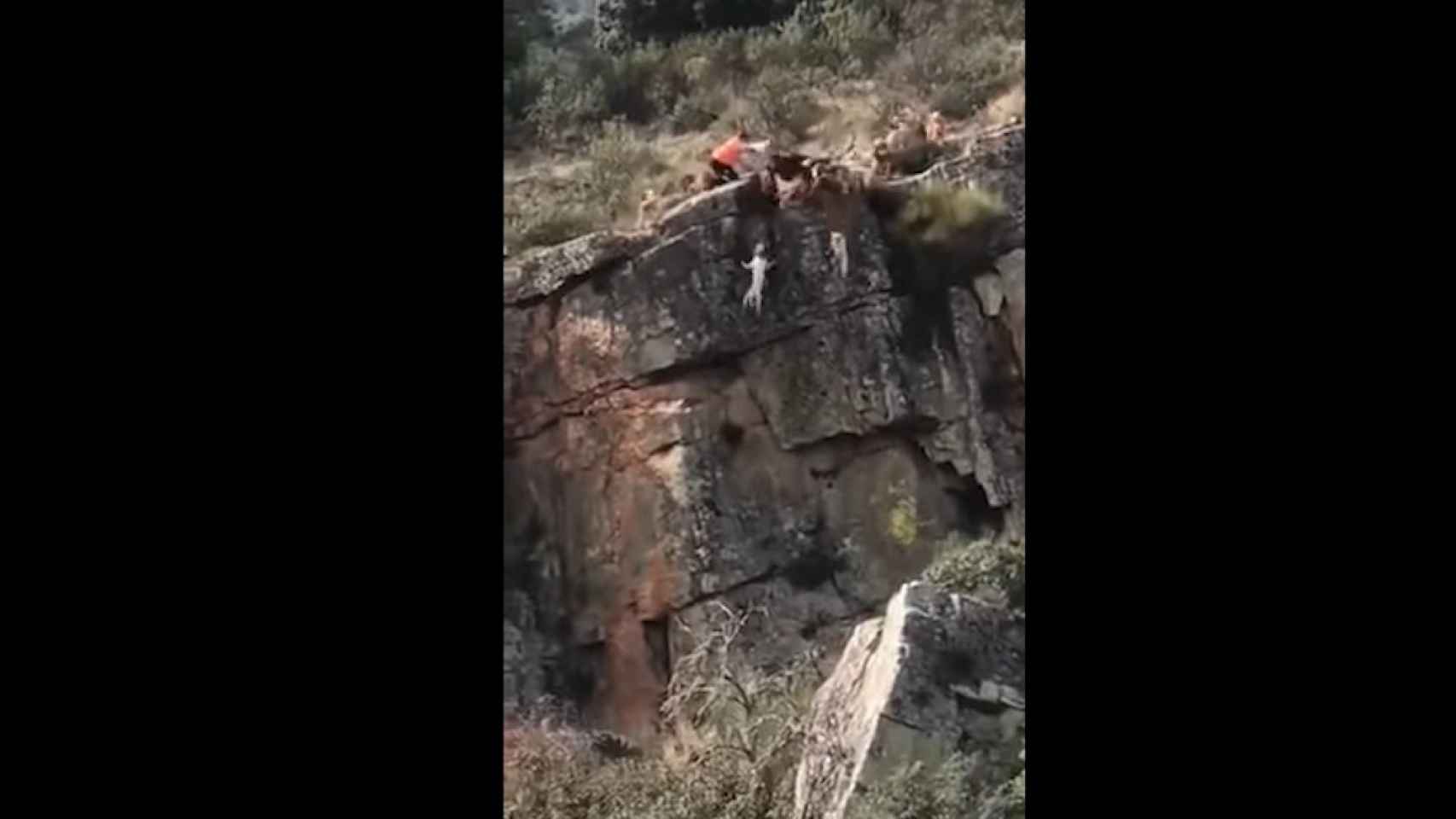 Una docena de perros se desmpeña por un barranco durante una cacería en Cáceres