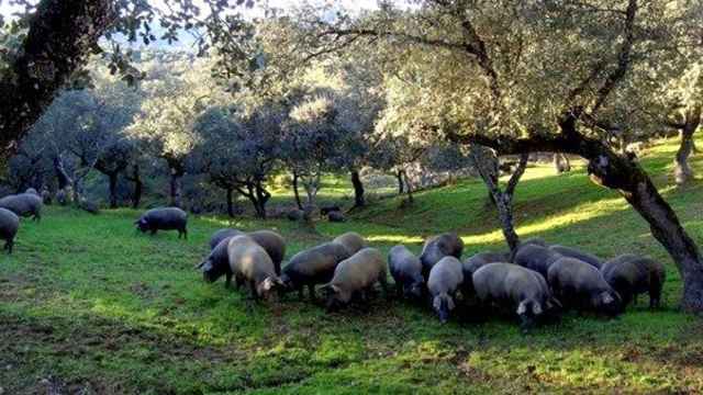 Cerdos ibéricos en libertad, los que darán los mejores jamones del mercado / EFE