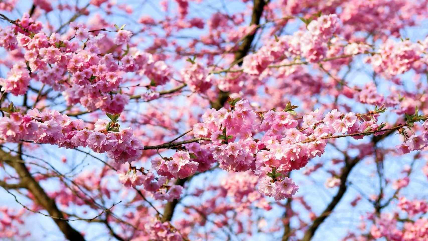 ruta-hanami-cataluña