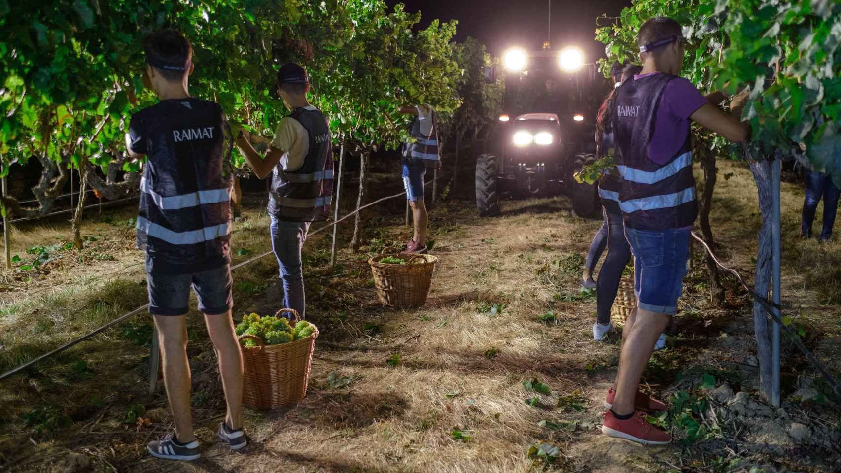 Jóvenes trabajan en la vendimia de la bodega Raimat / EFE