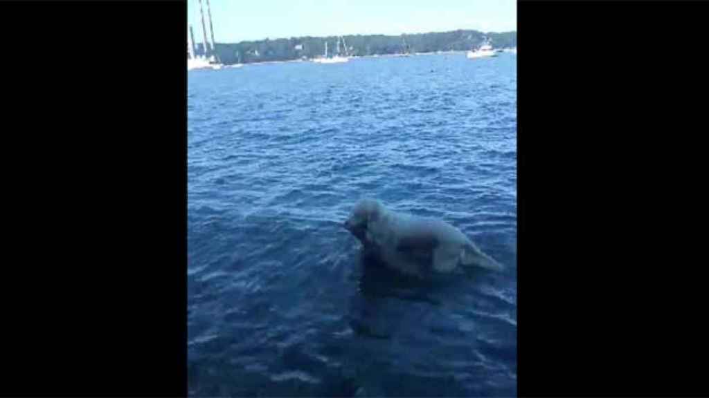 El perro saca al ciervo del agua por el cuello / CG