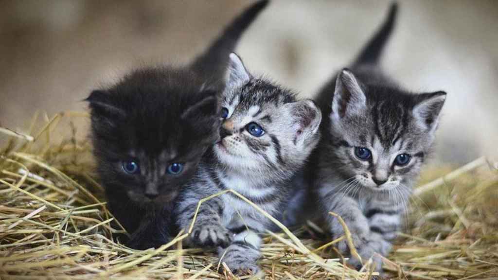 Crías de gatos como las que muchas personas se ofrecen a cuidar a cambio de hospedaje / CG