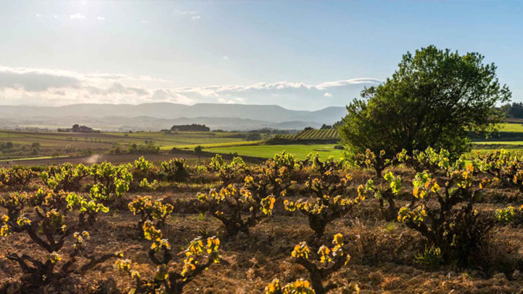 Vista de una de las viñas del Penedès / CORPINNAT