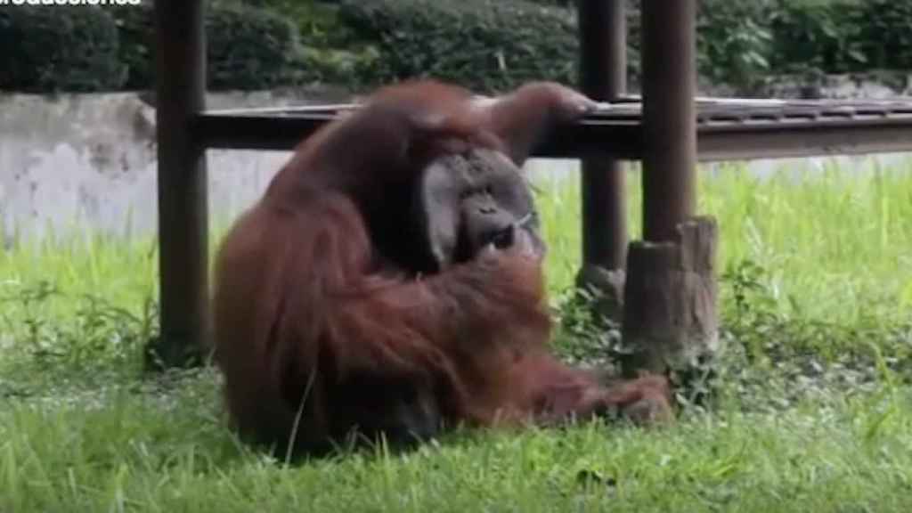 Una foto del orangután fumando un cigarrillo