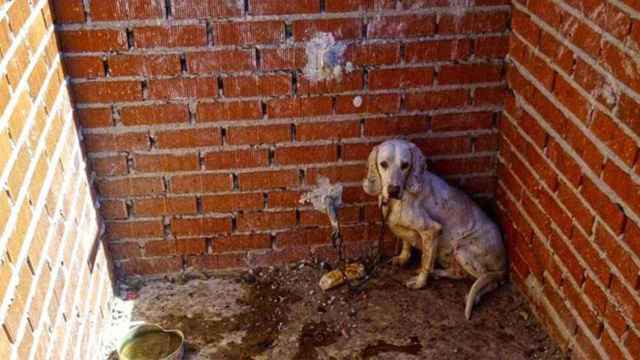 Un perro maltratado, en una imagen de archivo / EFE