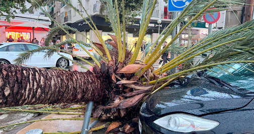 Una de las palmeras caídas por el temporal de esta noche en el paseo Marítimo de Roses (Girona) / AJUNTAMENT DE ROSES
